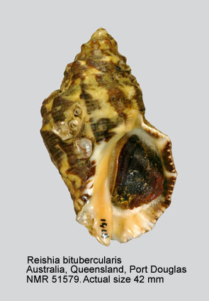 Reishia bitubercularis (7).jpg - Reishia bitubercularis(Lamarck,1822)